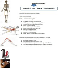 Mugi unit (anatomia, core, indarra, malgutasuna)